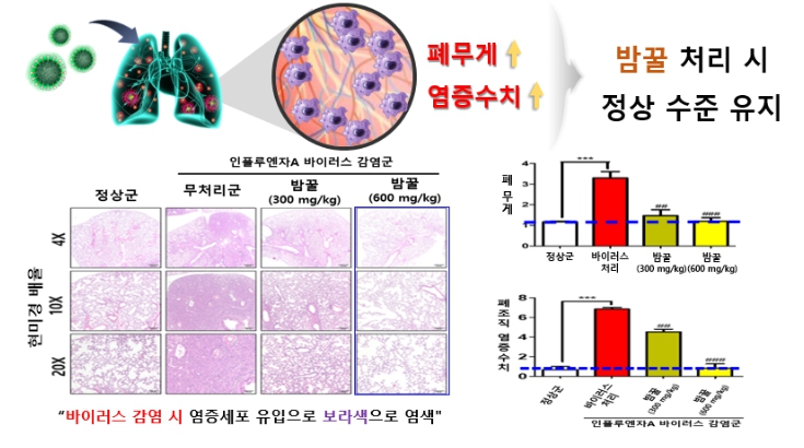 농촌진흥청, ‘국내산 밤꿀’ 먹으면 면역력 높아져요 기사 이미지