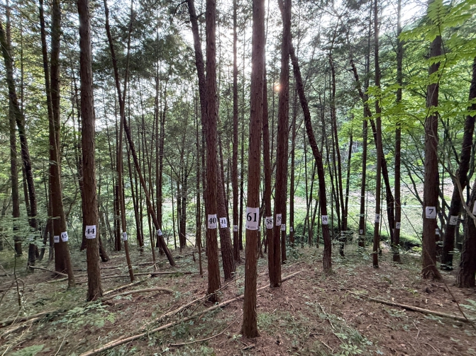 산림청, AI 기반 자동화 기술로 우리나라 대표 수종 자동으로 분류한다! 기사 이미지