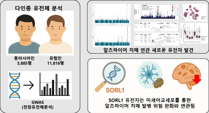질병관리청, 알츠하이머병 유전요인 대거 규명으로 정밀 맞춤치료 기반 마련 기사 이미지